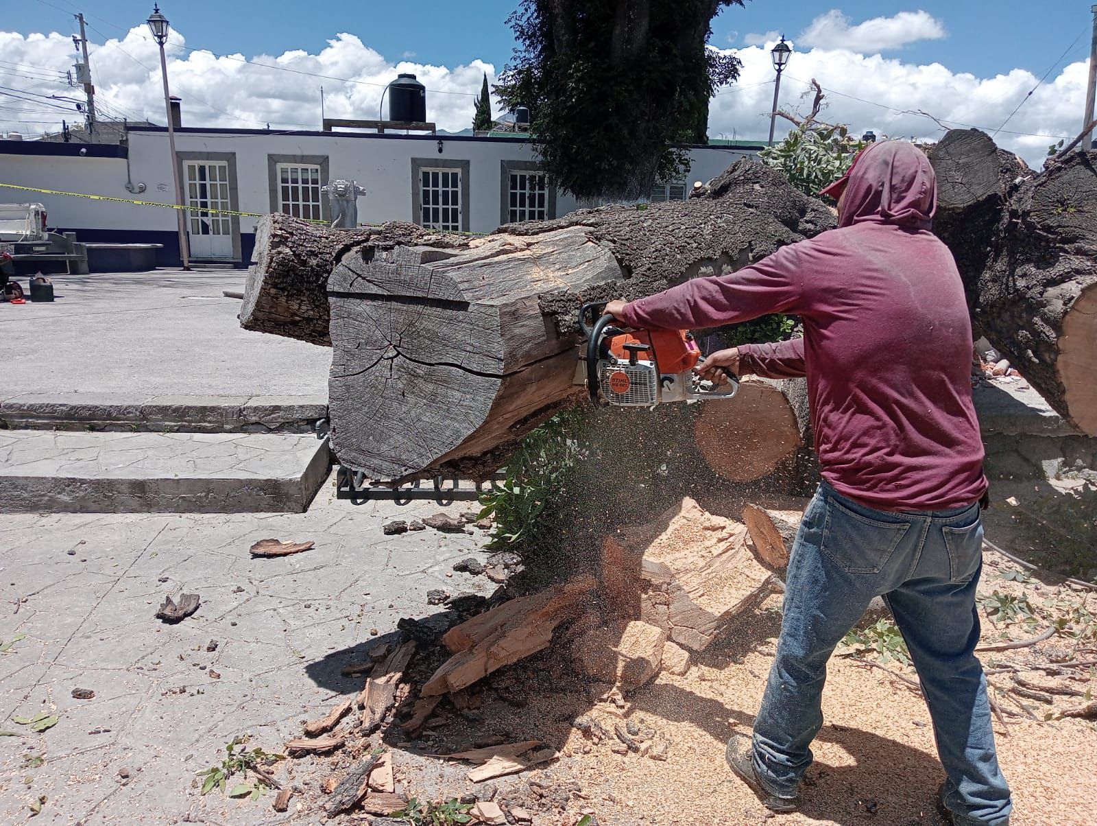 Retiran árbol milenario en el parque del barrio de La Preciosa por seguridad